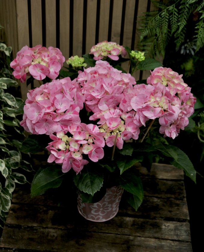 Coup de coeur du jour : l'hortensia photo 4